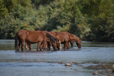 These are wild horses that live near the Salt River. You can see them when you kayak.