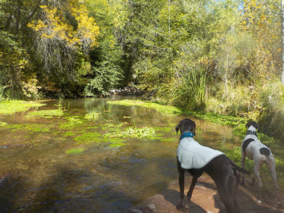 A stream we came to on one of our hikes. The girls loved the water.