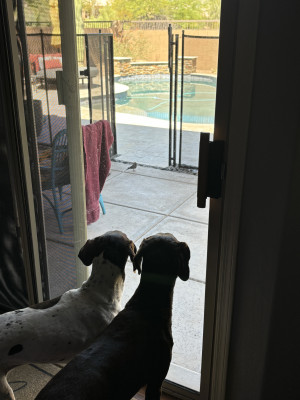 Our bird dogs pointing a bird in the backyard.