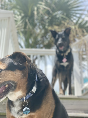 They love going to the beach house!