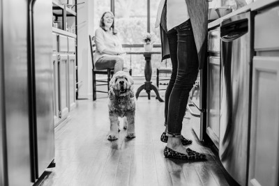 Dogs