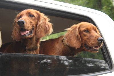 They love car rides. Especially if it means going to their bestie Willow's house!