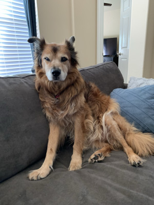 Beauber - Border Collie/Chow - 14 years