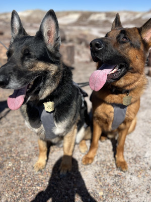 Axel and Otto got Bark Badges at the Petrified Forest for being such good boys!