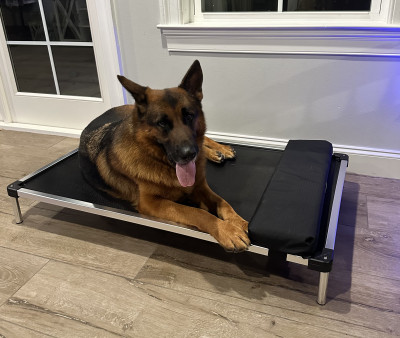 Otto's new bed. I think he likes it!