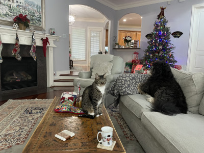 Our sweet animals on Christmas morning 