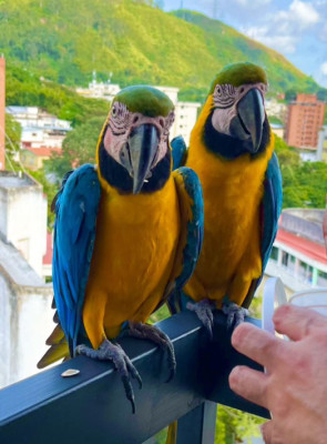 Antonio was born and raised in Caracas, Venezuela, where wild and colorful parrots come to you for a snack