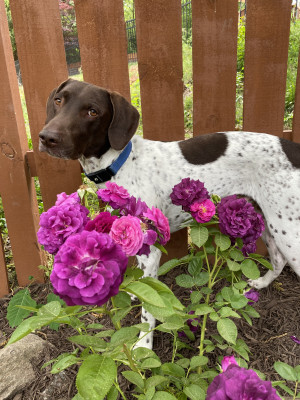 Helping in the garden!