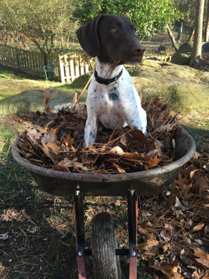 “Helping” rake leaves.