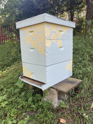 We have two beehives! 