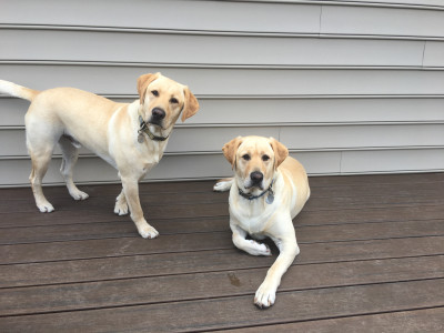 Our Yellow Labs (9)