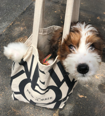 When Lucy was a puppy, she couldn't walk on the sidewalk until she had all her shots.  Luckily she fit in a shopping bag!