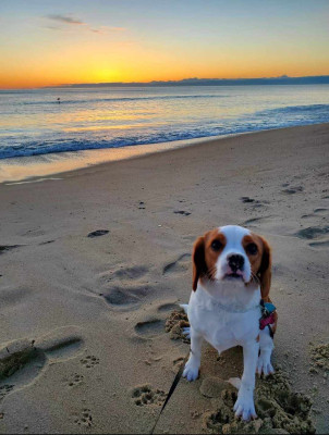 Maggie on the beach in Outer Banks! It was her first time seeing sand and she loved it!