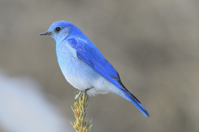 blu bird
